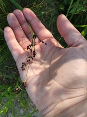Juncus compressus