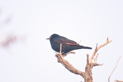 Onychognathus nabouroup