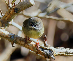 Sericornis frontalis