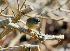 Sericornis frontalis