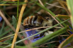 Bombus sylvarum