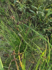 Juncus compressus