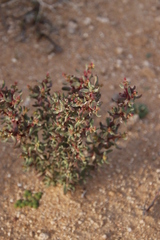 Tetragonia