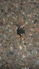 Paraphrynus carolynae