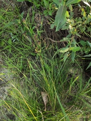 Juncus compressus
