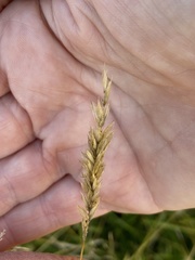 Anthoxanthum odoratum