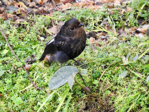 White-winged Robin (Melanodryas sigillata), photo 8