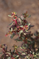 Tetragonia