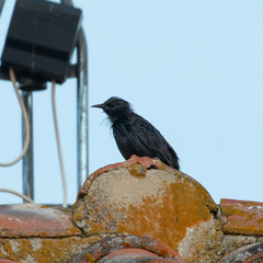 Sturnus unicolor