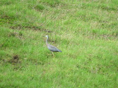 Egretta novaehollandiae