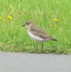 Charadrius bicinctus