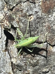 Meconema meridionale