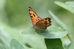 Junonia almana
