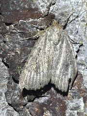 Amphipyra pyramidea