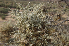 Atriplex nummularia