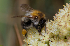 Bombus pascuorum