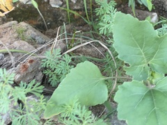 Leucospora multifida