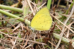 Eurema brigitta