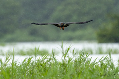 Rostrhamus sociabilis