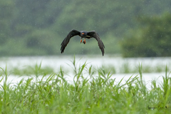 Rostrhamus sociabilis