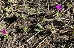 Drosanthemum intermedium