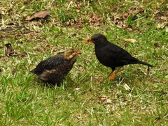Turdus poliocephalus