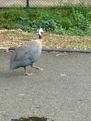 Numida meleagris domesticus