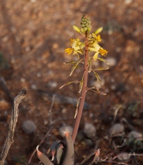 Bulbine