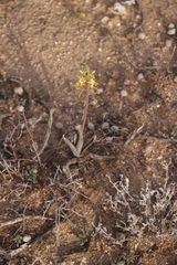 Bulbine