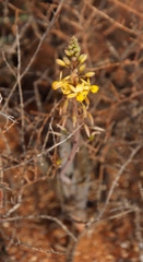 Bulbine