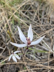 Caladenia saccharata
