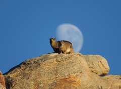 Procavia capensis capensis