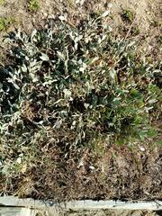 Atriplex portulacoides