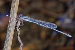 Austrolestes leda