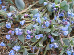 Mertensia maritima