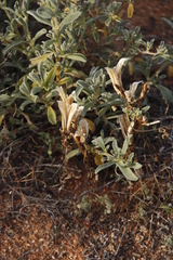 Pedaliaceae