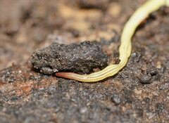 Fletchamia mediolineata