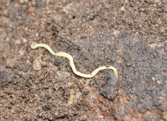 Fletchamia mediolineata