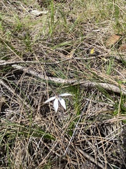 Caladenia saccharata
