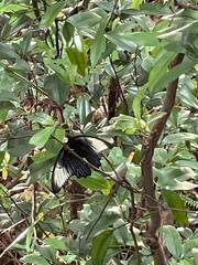 Papilio memnon