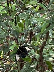 Papilio memnon