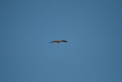 Neophron percnopterus