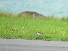 Charadrius bicinctus