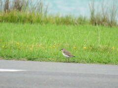 Charadrius bicinctus