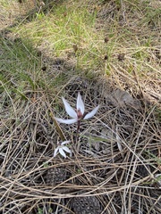 Caladenia saccharata