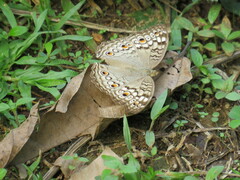 Junonia atlites