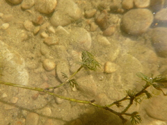 Batrachium