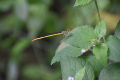 Ceriagrion coromandelianum