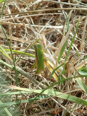 Mecostethus parapleurus
