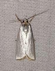 Urola nivalis